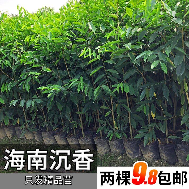 名贵树苗正宗海南沉香树苗白木香土沉香女儿香树苗奇楠嫁接沉香