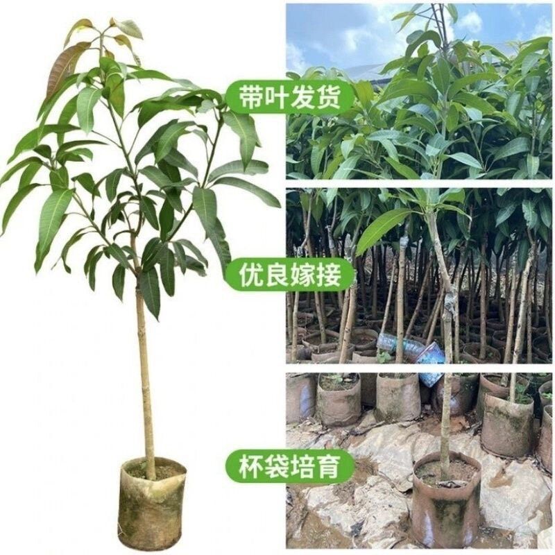 正宗贵妃芒果树苗嫁接大果凯特芒果苗南方盆栽高产金煌芒果苗带土