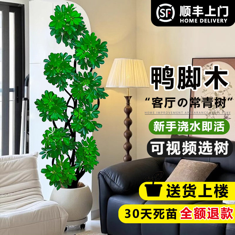 造型鸭脚木客厅大盆栽鸭掌柴室内乔迁绿植植物大型落地四季