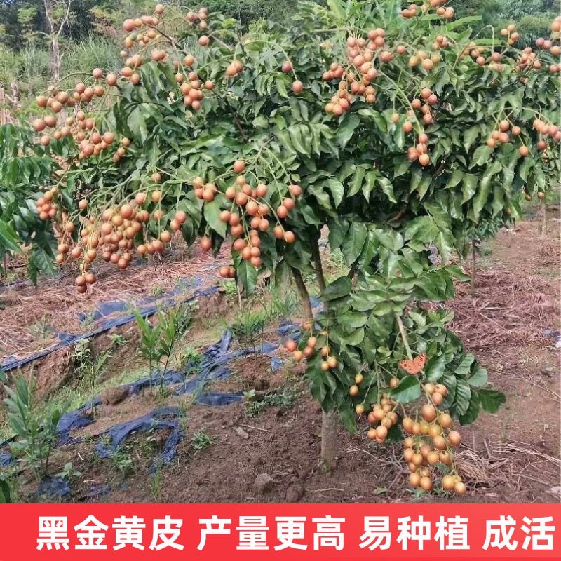 黄皮果苗大鸡心无核嫁接甜水果树苗阳台盆栽南方种植广西庭院地栽