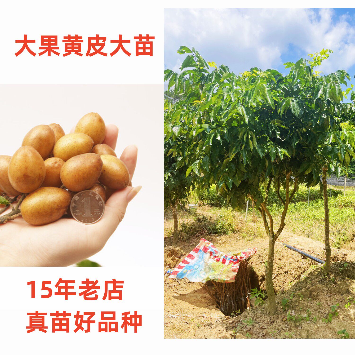 黑金刚郁南无核黄皮十年大树苗大鸡心黄皮嫁接苗果树苗年结果大苗