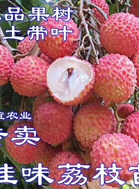 桂味荔枝树苗嫁接无核妃子笑仙进奉大苗盆栽庭院广西南方果树苗木