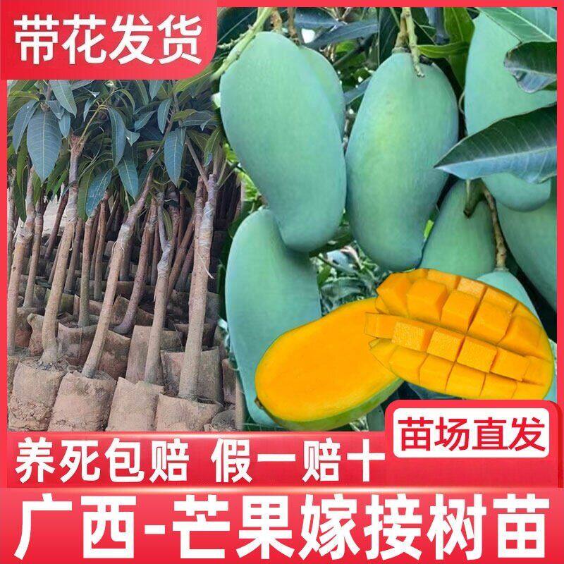 芒果苗树嫁接广西桂七芒果苗四季蜜芒金煌芒盆栽地栽南方果树带土