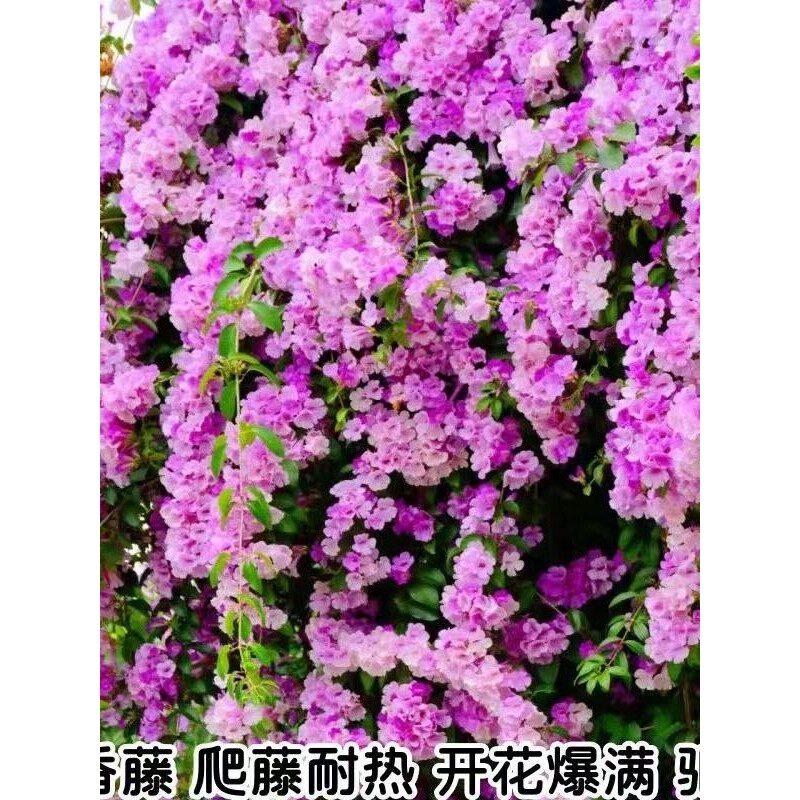 蒜香藤花苗 紫铃藤花 耐晒爬藤植物四季庭院阳台垂吊攀爬围墙植物