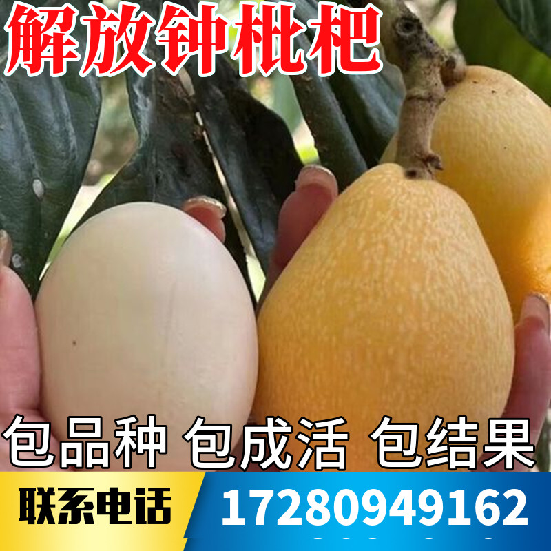 解放钟枇杷树果苗南北方庭院耐寒特大号带土盆栽嫁接大树当年结果