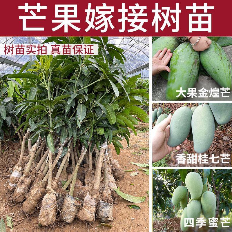 芒果苗树苗桂七芒金煌芒苗四季蜜芒嫁接苗品种正宗带叶泥盆栽庭院
