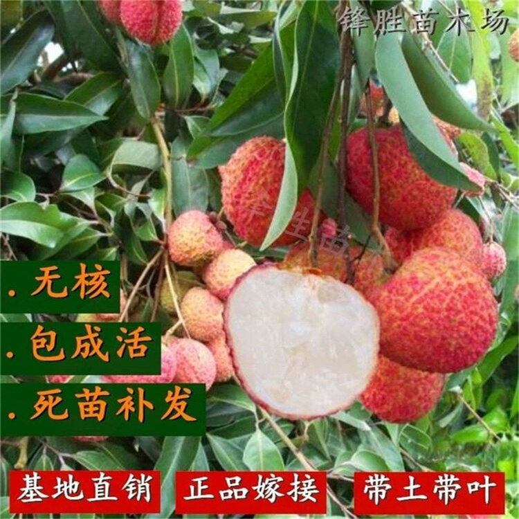 广西荔枝苗无核妃子笑三月红糯米糍荔枝苗南北方种植果树苗带叶发