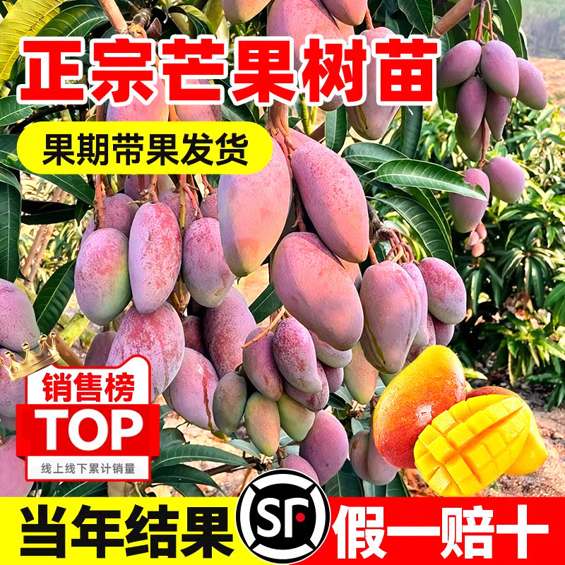 芒果树苗盆栽嫁接果树贵妃芒金煌芒果苗庭院地栽四季好养当年结果