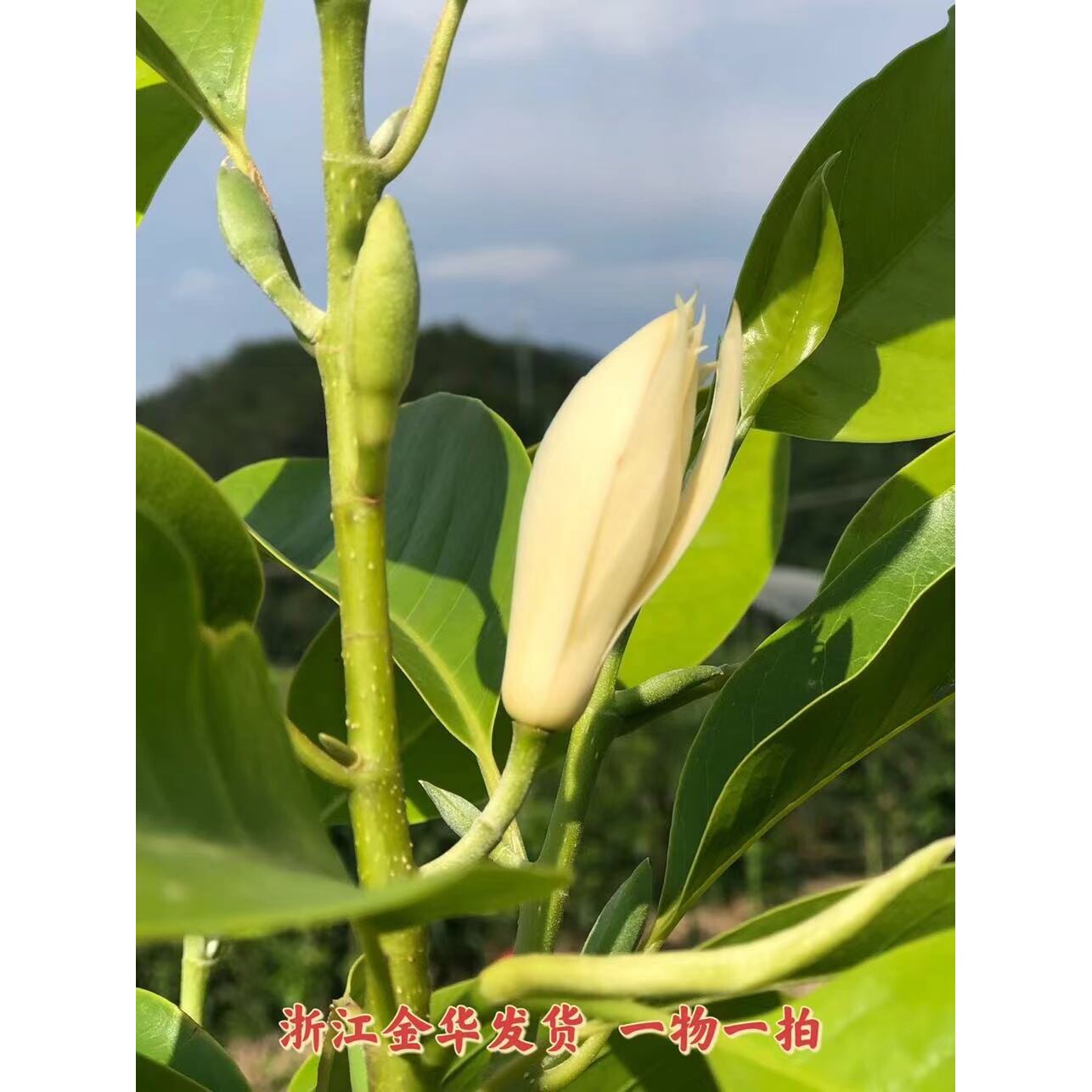 白兰花玉兰树苗原土浓香绿植花卉庭院阳台四季盆栽带花苞美观易活