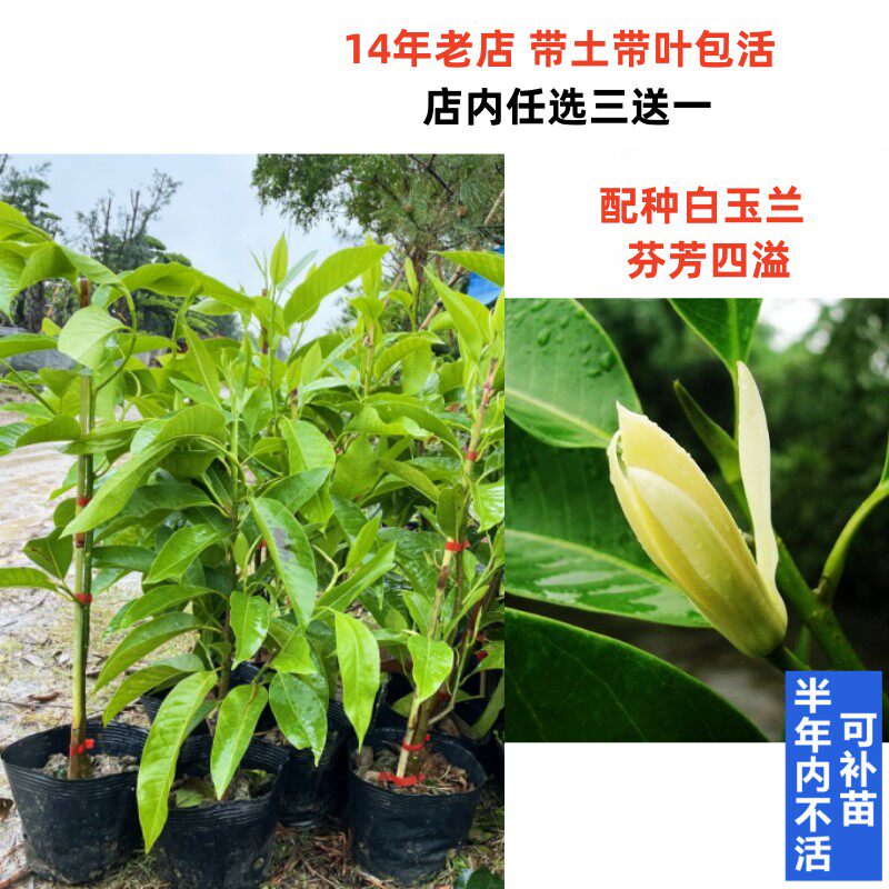 多季开花 白玉兰白兰花树苗嫁接苗木花卉名花南方北方盆栽地栽