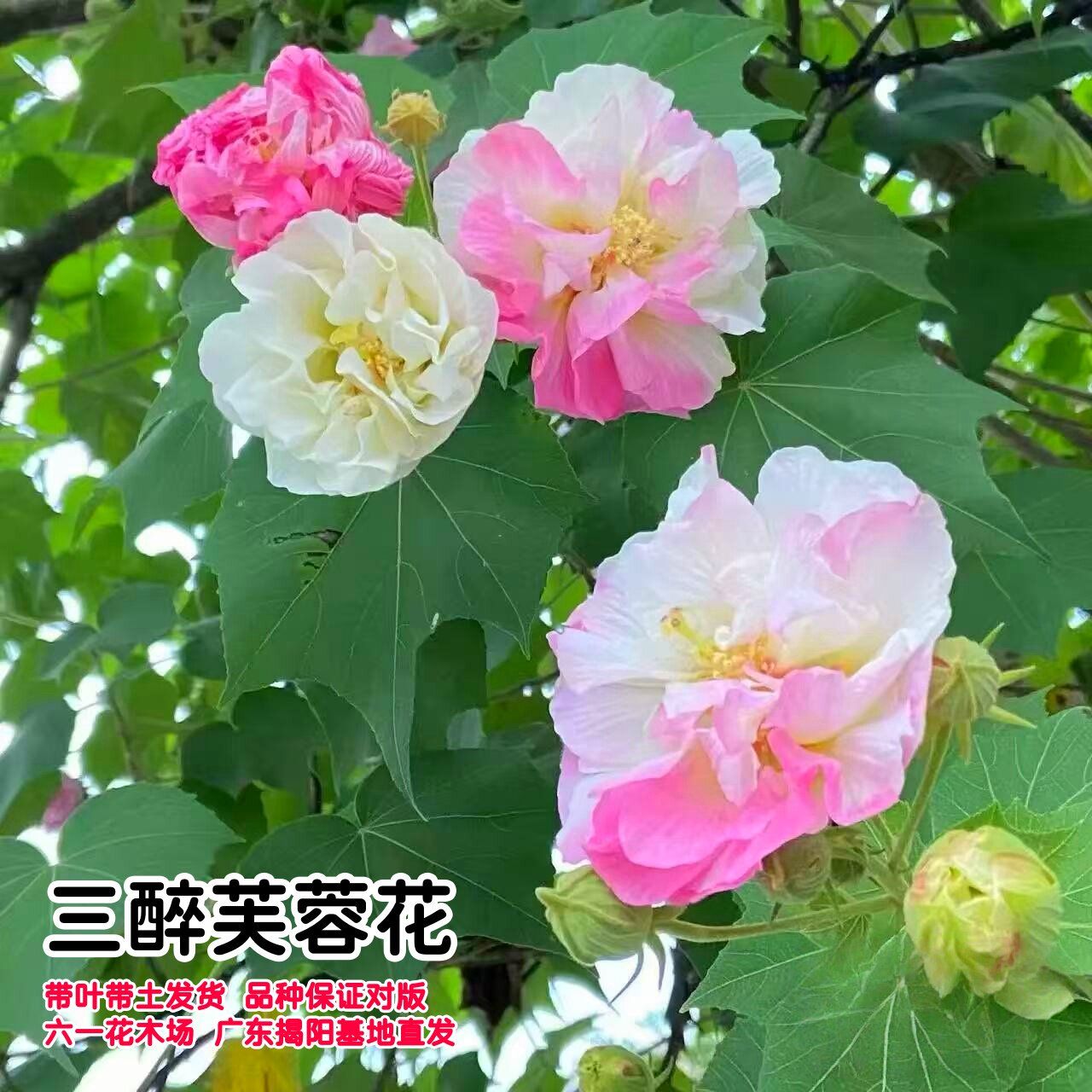 当年开花盆栽重瓣醉芙蓉花苗 木芙蓉 三醉芙蓉变色耐寒室内外绿化