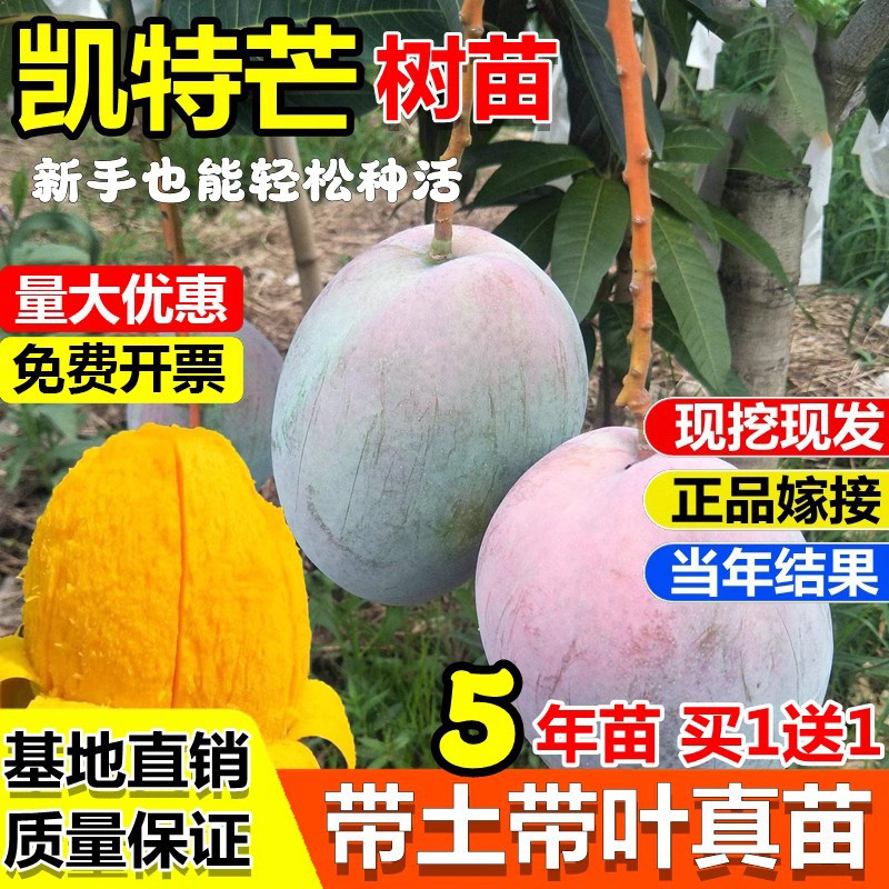 四川攀枝花嫁接凯特芒果树苗巨无霸大果红象牙金煌芒果苗盆地栽苗