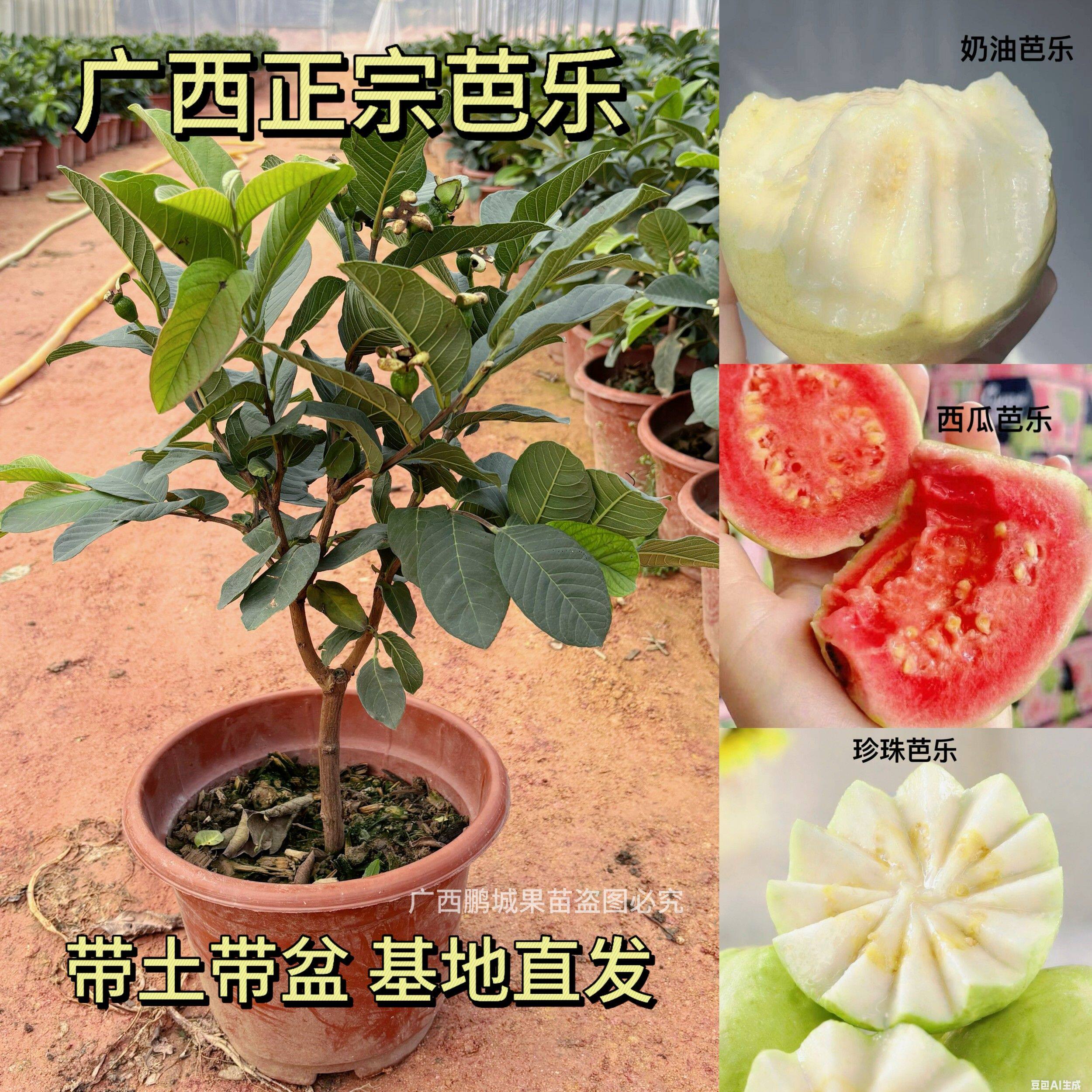珍珠芭乐果树苗西瓜芭乐红心番石榴苗盆栽地栽南北方种植当年结果
