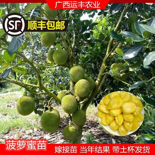 珍珠菠萝蜜苗树苗四季当年结果木菠萝嫁接果苗马一号红肉特大无胶