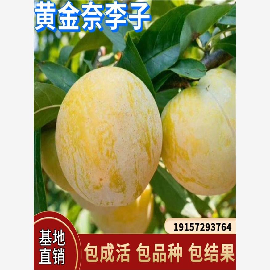 黄金奈李子树苗南方北方地载庭院种植盆栽阳台嫁接果树苗当年结果