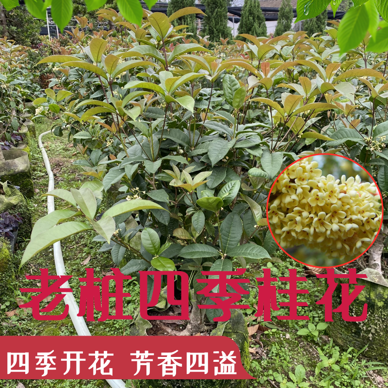 老桩单杆四季桂花树苗客厅盆栽四季开花浓香型室内外花卉家养植物