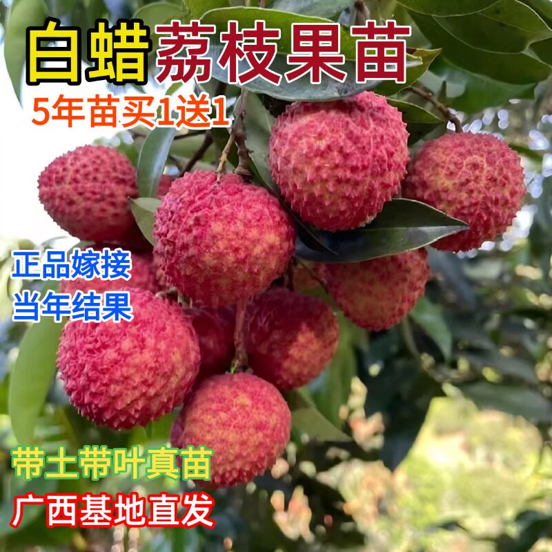 糯米滋冰荔枝树苖嫁接无核果树果苗桂味南北方种植妃子笑盆栽地栽