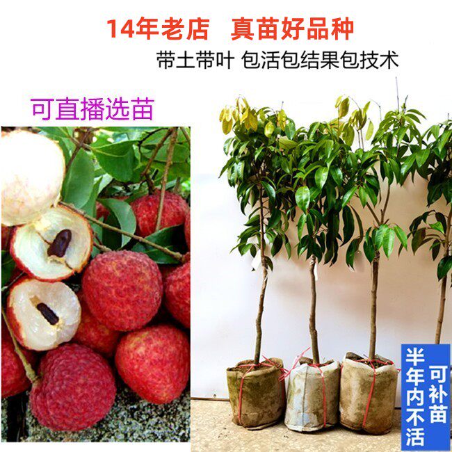 高档新品种改良冰荔仙进奉荔枝鸡嘴荔嫁接苗水果树苗荔枝四季易种