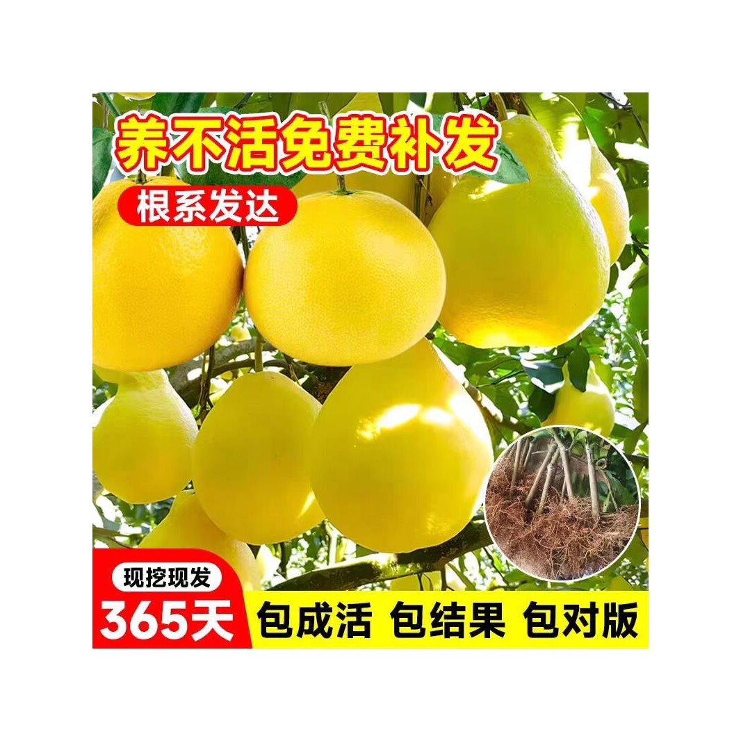 正宗柚子树苖红心红肉蜜柚嫁接三红蜜柚果树果苖南方种植带土带叶