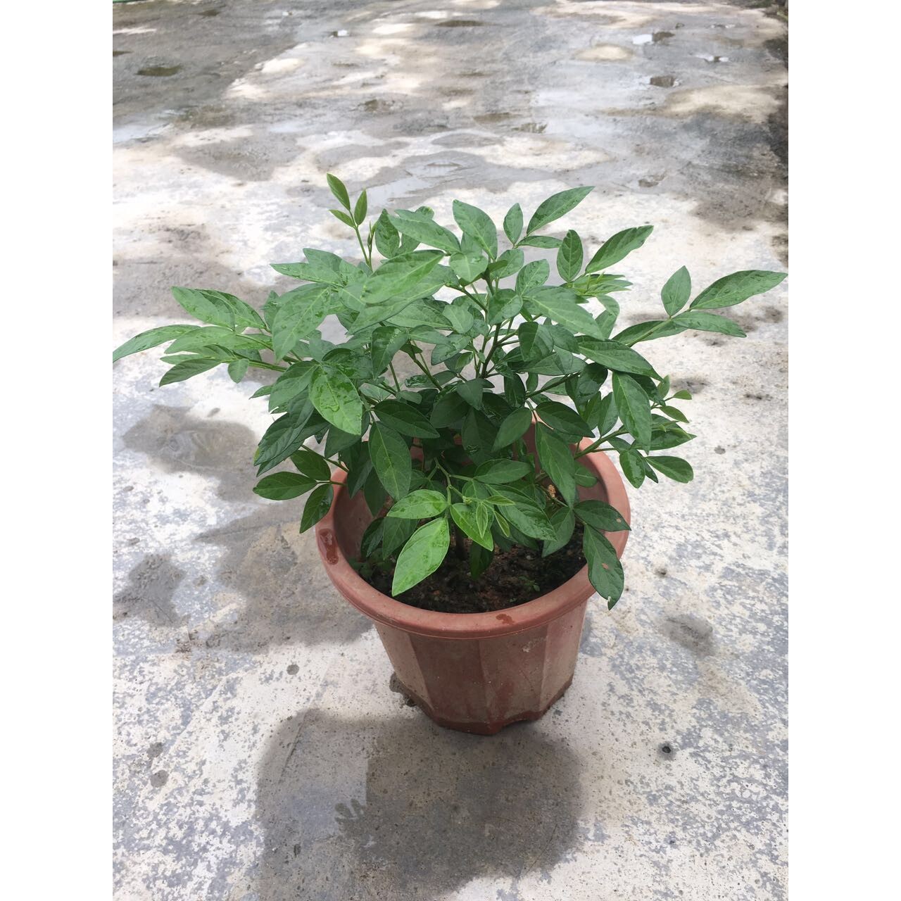 阳台庭院盆栽抹草苗仙草苗潮汕红花仙草春草盆栽喜事绿植吉祥植物