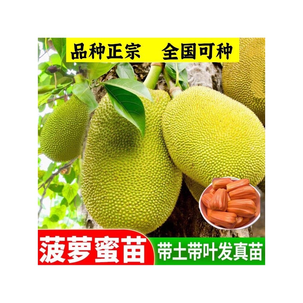 菠萝蜜树苗嫁接泰国红肉新品印尼红黄肉菠萝蜜木菠萝南方庭院种植