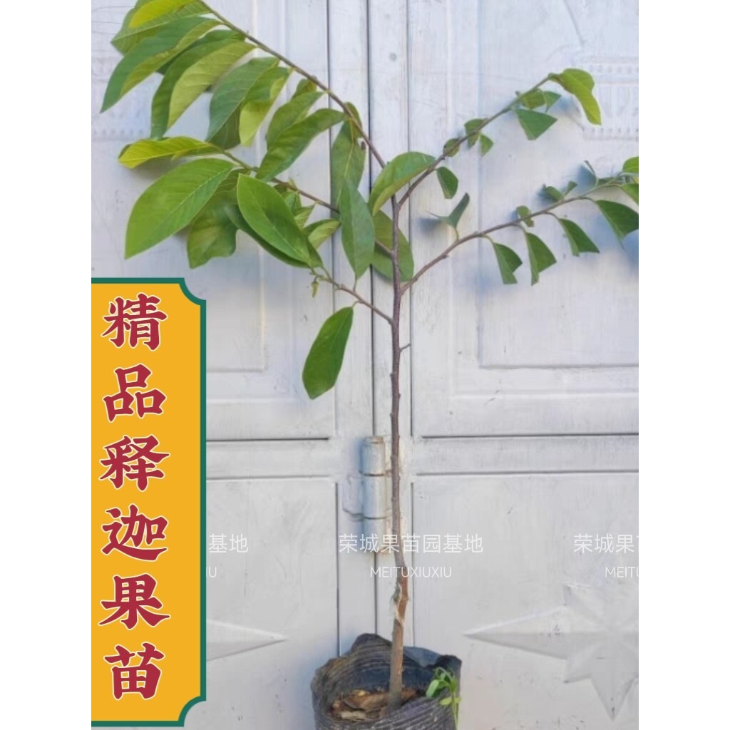 （带果带花）四季凤梨释迦大果树苗台湾释迦南方树苗嫁接牛奶释迦