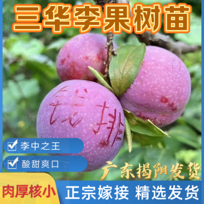 潮汕正宗嫁接钱排三华李子红心李果树苗大果南北方种植营养杯发货