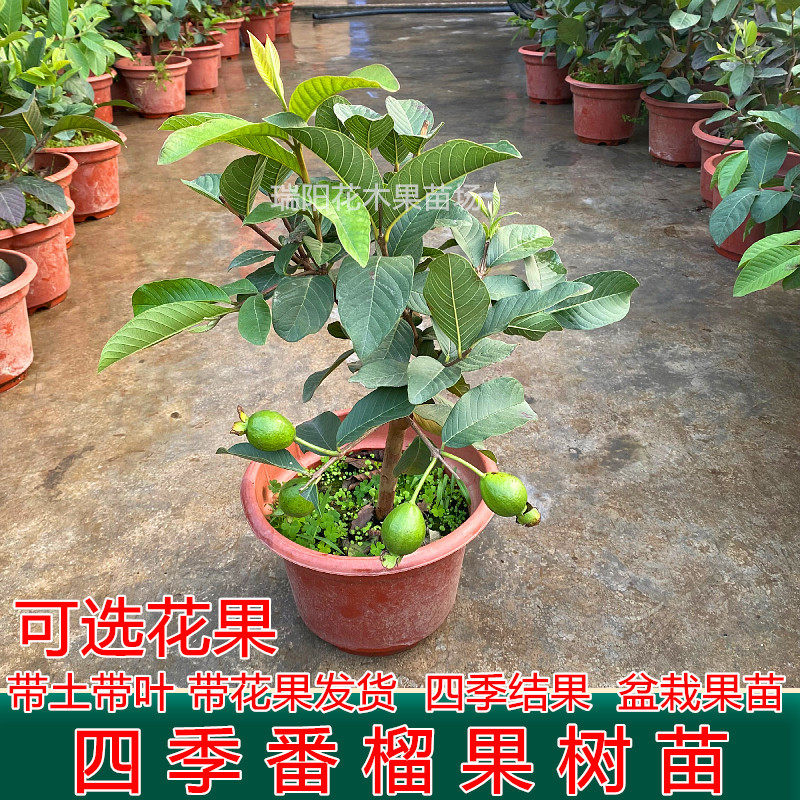番石榴树果苗珍珠红心芭乐苗矮化四季番石榴树苗当年结果盆栽果苗