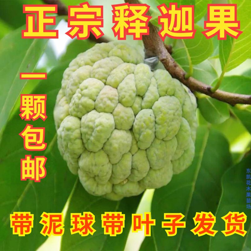 释迦果树苗 台湾番荔枝苗释迦果嫁接苗佛陀果 盆栽果树苗当年结果