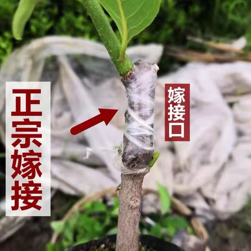 四季释迦果树苗台湾番荔枝苗嫁接当年结果南方地栽种植盆栽果树苗