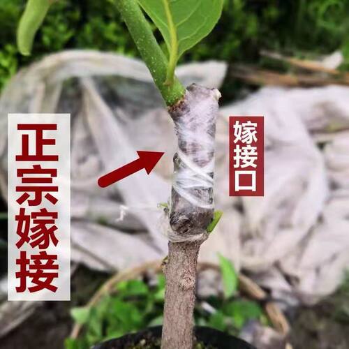 四季释迦果树苗台湾番荔枝苗嫁接当年结果南方地栽种植盆栽果树苗