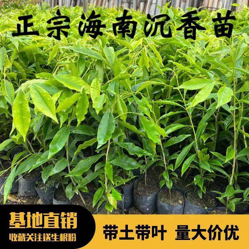 名贵树苗 正宗海南沉香树苗 沉香苗木 沉香苗 嫁接奇楠 沉香