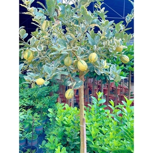 泰国花叶柠檬树棒棒糖大棵挂果老桩可食用甜香水柠檬室外盆栽树苗
