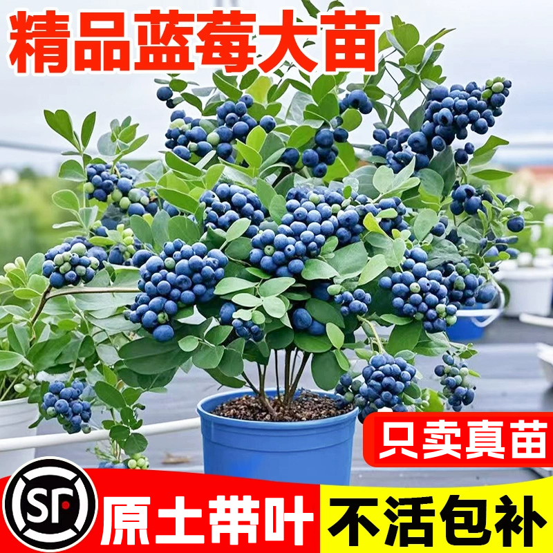 蓝莓树果苗盆栽耐寒南北方易种植四季结果兔眼绿宝石奥尼尔蓝莓苗