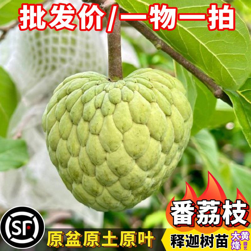 番荔枝树苗正宗番鬼荔枝释迦佛头果当年结果南方盆栽果树一物一拍