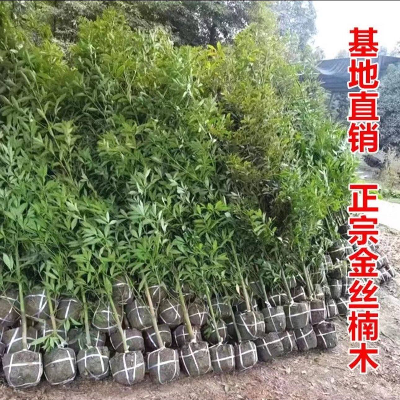 四川正宗金丝楠木树苗庭院户外风景树小叶桢楠树苗雨伞金丝楠大树