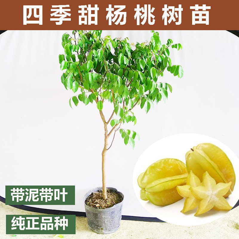 台湾甜杨桃果树苗特大树苗嫁接四季南方盆栽地栽庭院种植水果苗