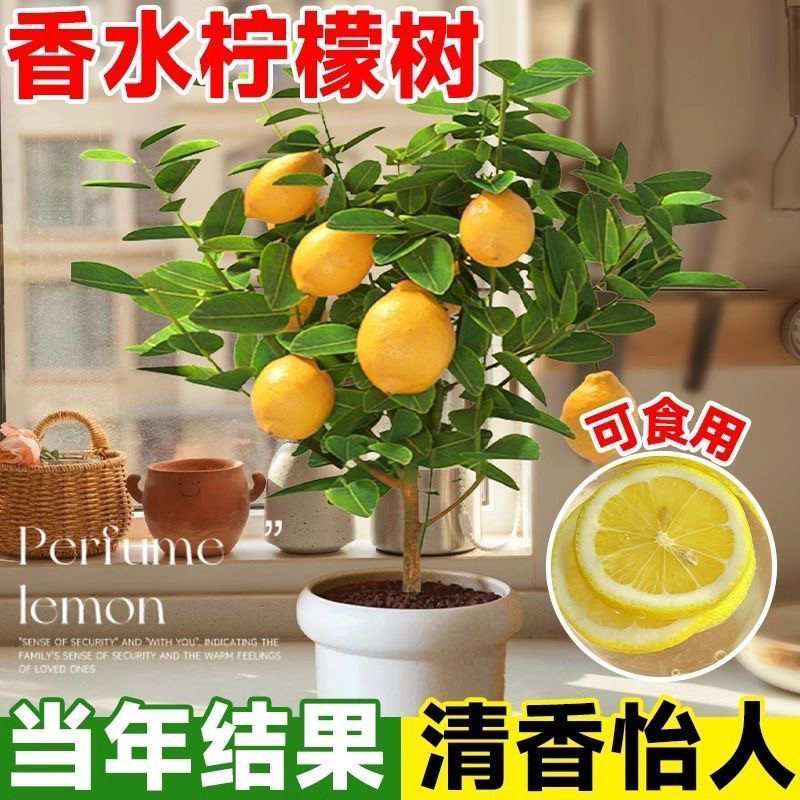 香水柠檬树苗盆栽带花带果可食用青柠檬四季结果室内阳台庭院种植