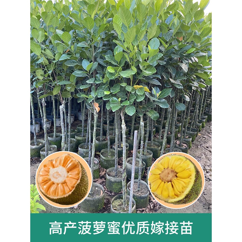 【带花果】菠萝蜜树苗嫁接苗泰国红肉干苞海南黄肉四季木菠萝树苗