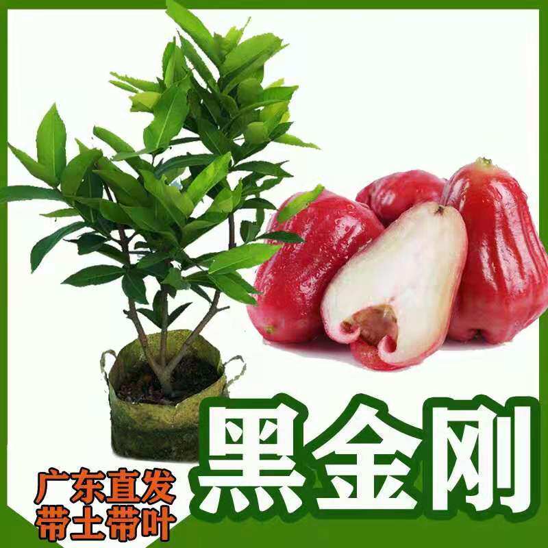 莲雾果树苗正宗台湾黑金刚嫁接苗 大叶红莲雾苗四季盆栽当年结果