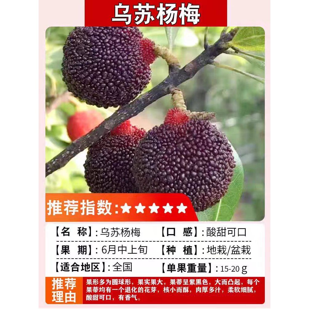仙居东魁杨梅树树苗嫁接乌苏杨梅树树苗早熟特大东槐当年结果地栽