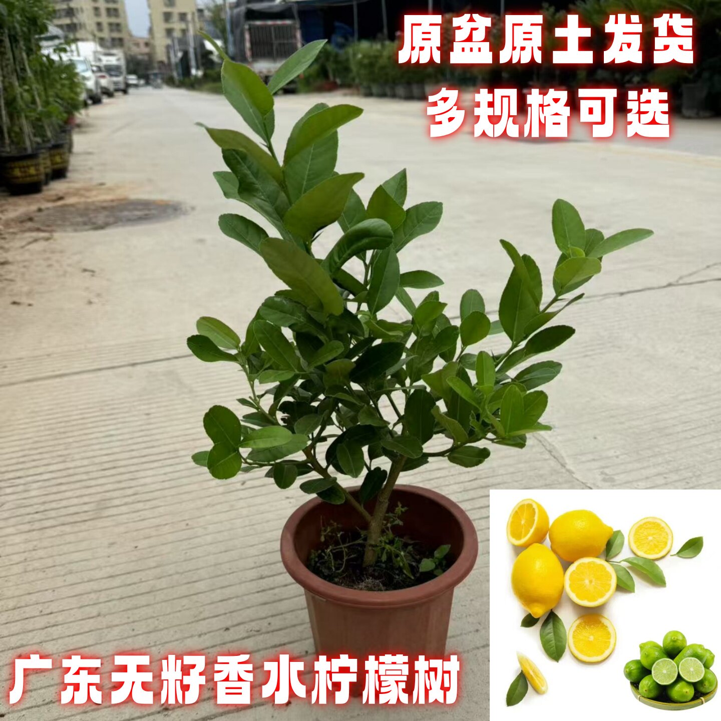 广东香水柠檬树盆栽室内外阳台四季可食用无籽香水柠檬庭院绿植
