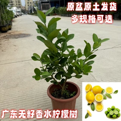 广东香水柠檬树盆栽室内外阳台四季可食用无籽香水柠檬庭院绿植