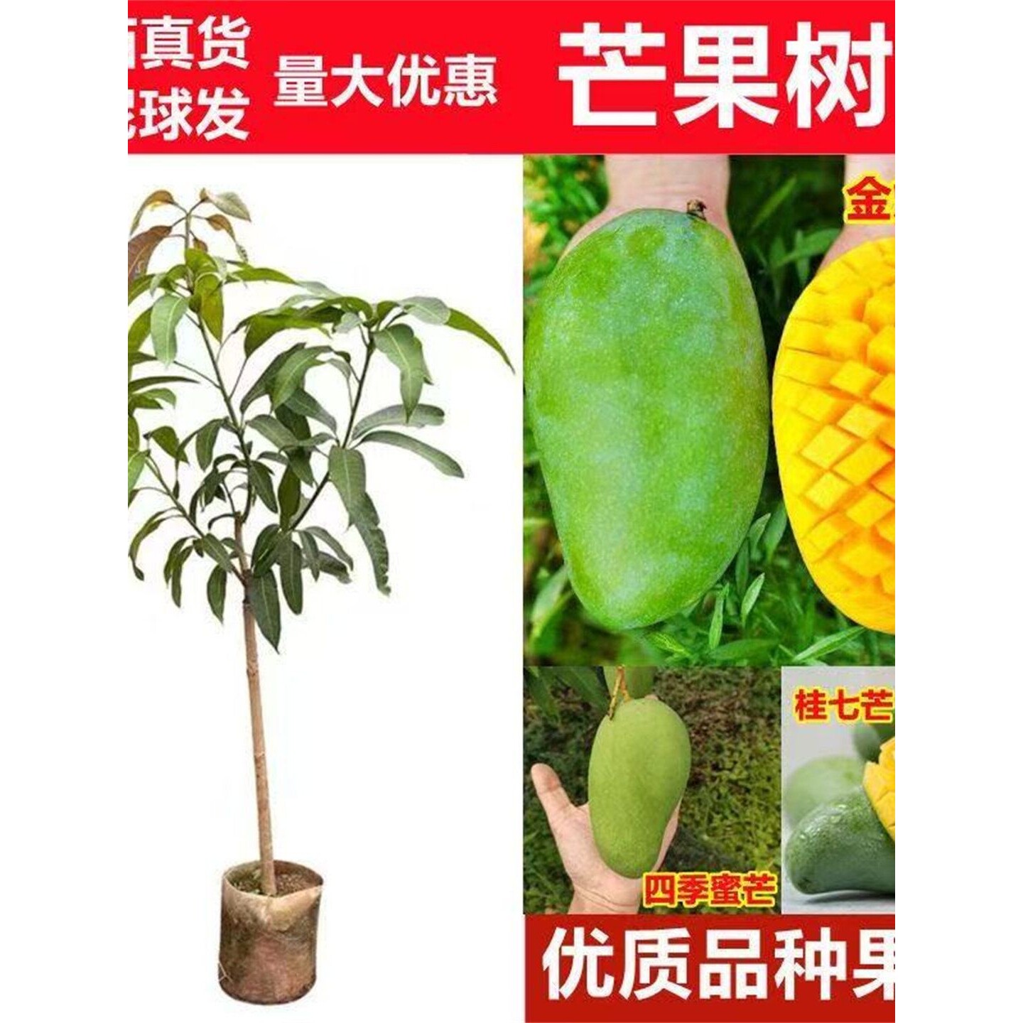 正宗芒果树苗四季芒金煌贵妃桂七大果嫁接苗盆栽南方种植当年结果