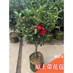 茶花树苗名贵山茶花盆栽夏日七星带花苞香妃室内绿植名贵花卉植物