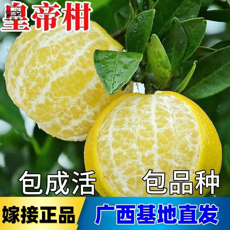 正宗皇帝柑树苗广西嫁接柑橘果树苗贡柑盆载桔子南方种植当年结果