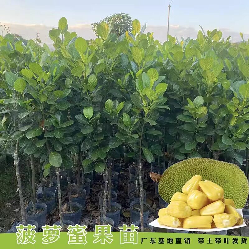 菠萝蜜树苗嫁接干苞红肉黄肉菠萝蜜苗木菠萝菠萝蜜果树苗庭院果苗