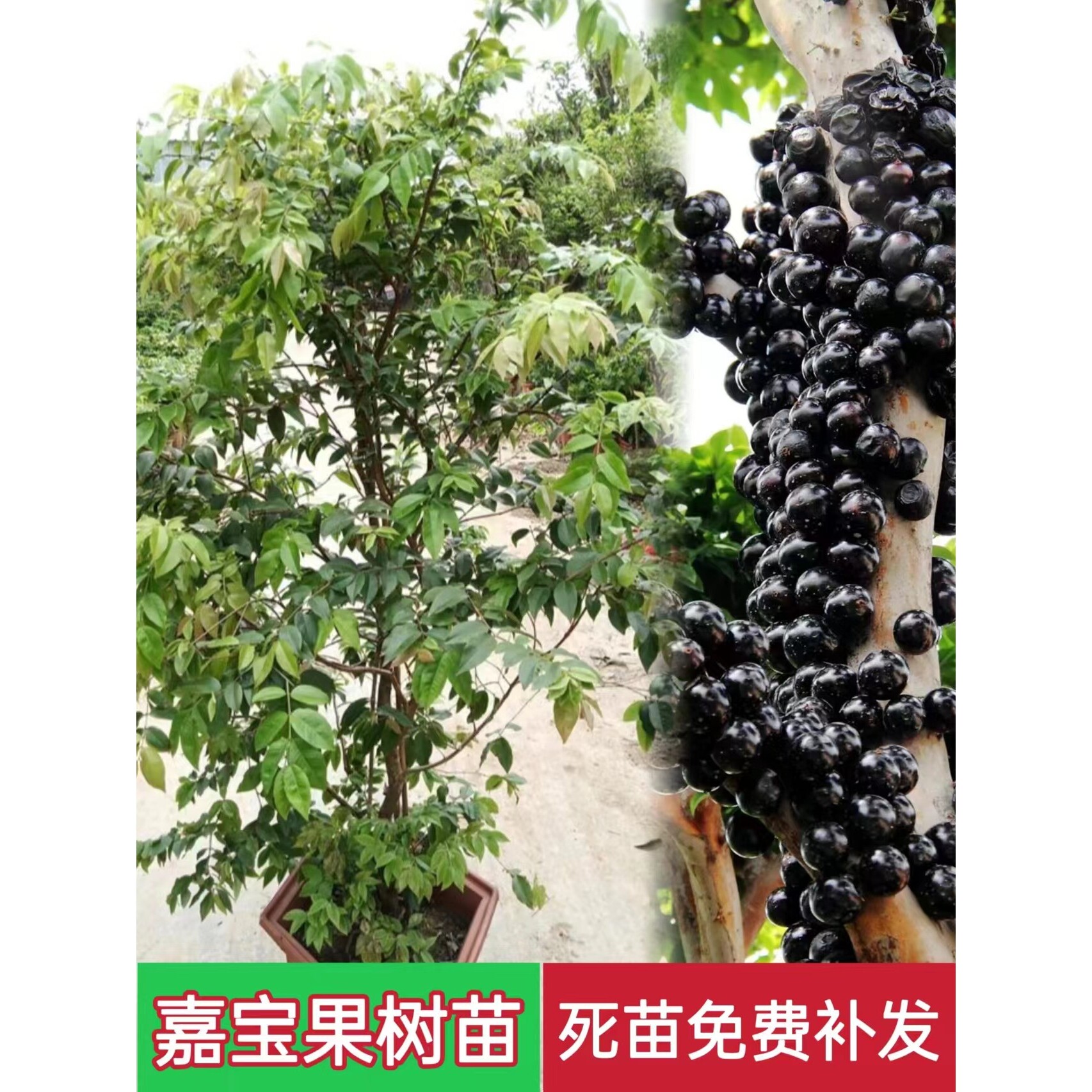 嘉宝果苗四季艾斯卡沙巴果盆栽阳台庭院当年结果