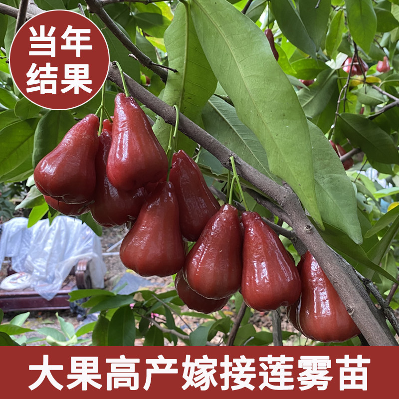 【带花苞】海南黑金刚莲雾树苗盆栽果树高产嫁接苗庭院地栽大果苗