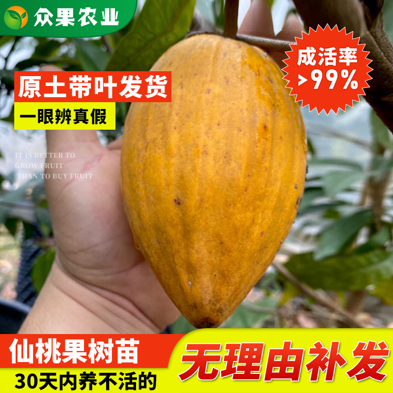 新品耀堂仙桃果苗鸡蛋果大果嫁接苗四季果树苗庭院盆栽南方地栽